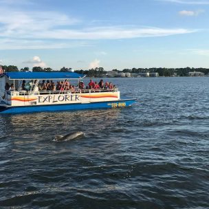 Cetacean Dolphin Cruises and Sailing Tours