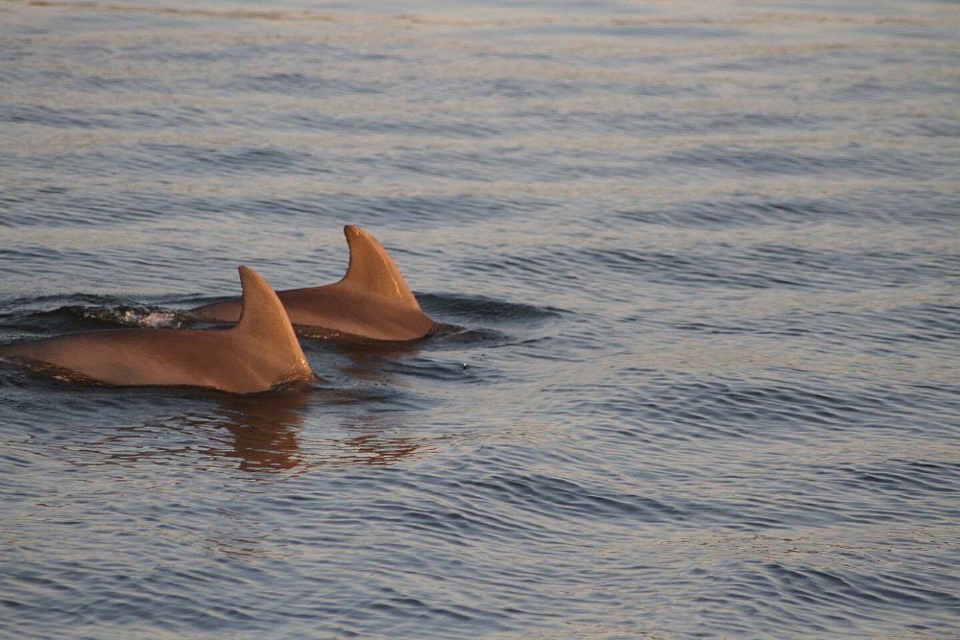 The Wharf Orange Beach Cetacean Cruises The Explorer Dolphin Sunset Cruise