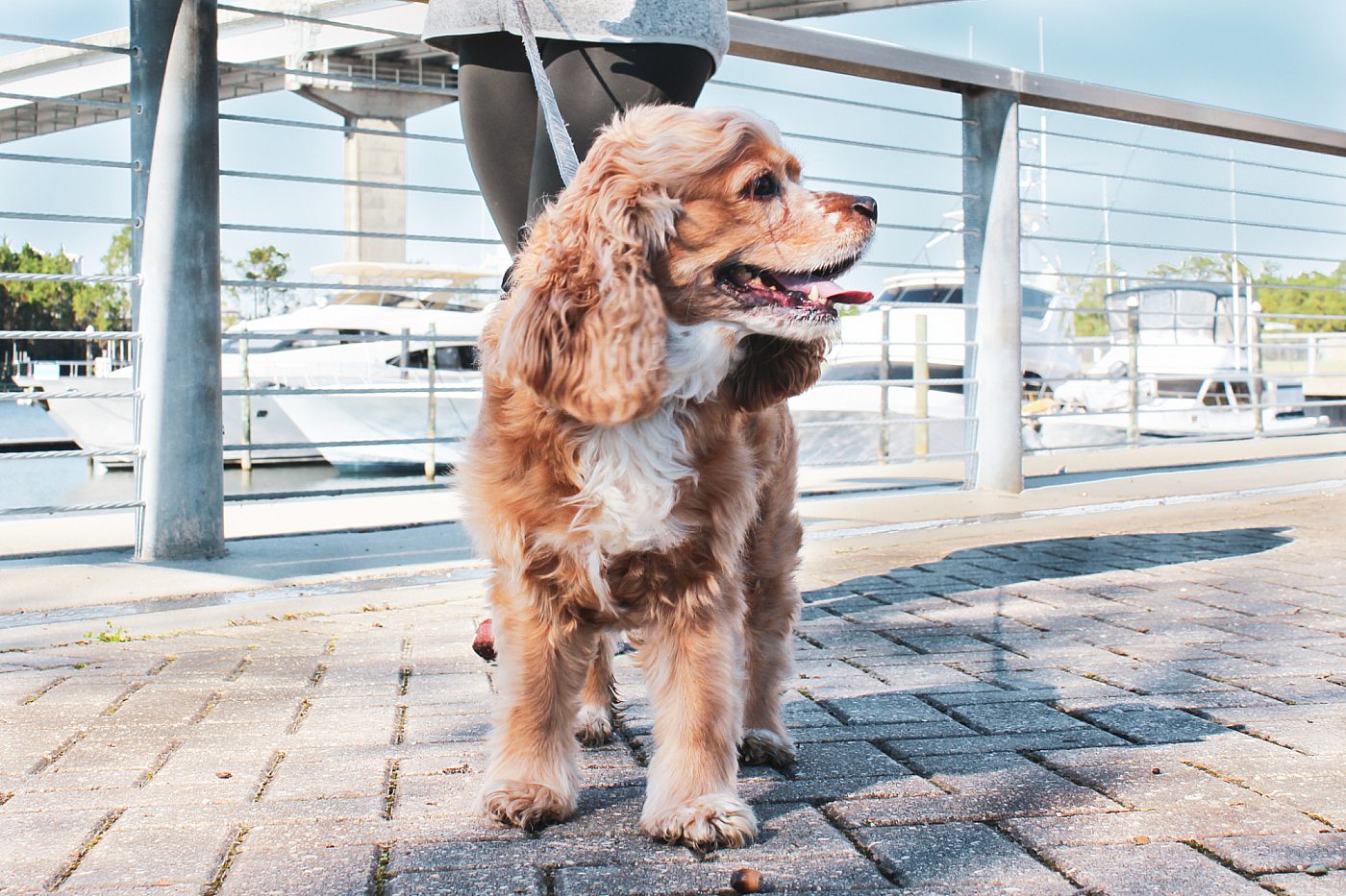 The Wharf Orange Beach Pet Etiquette Rules